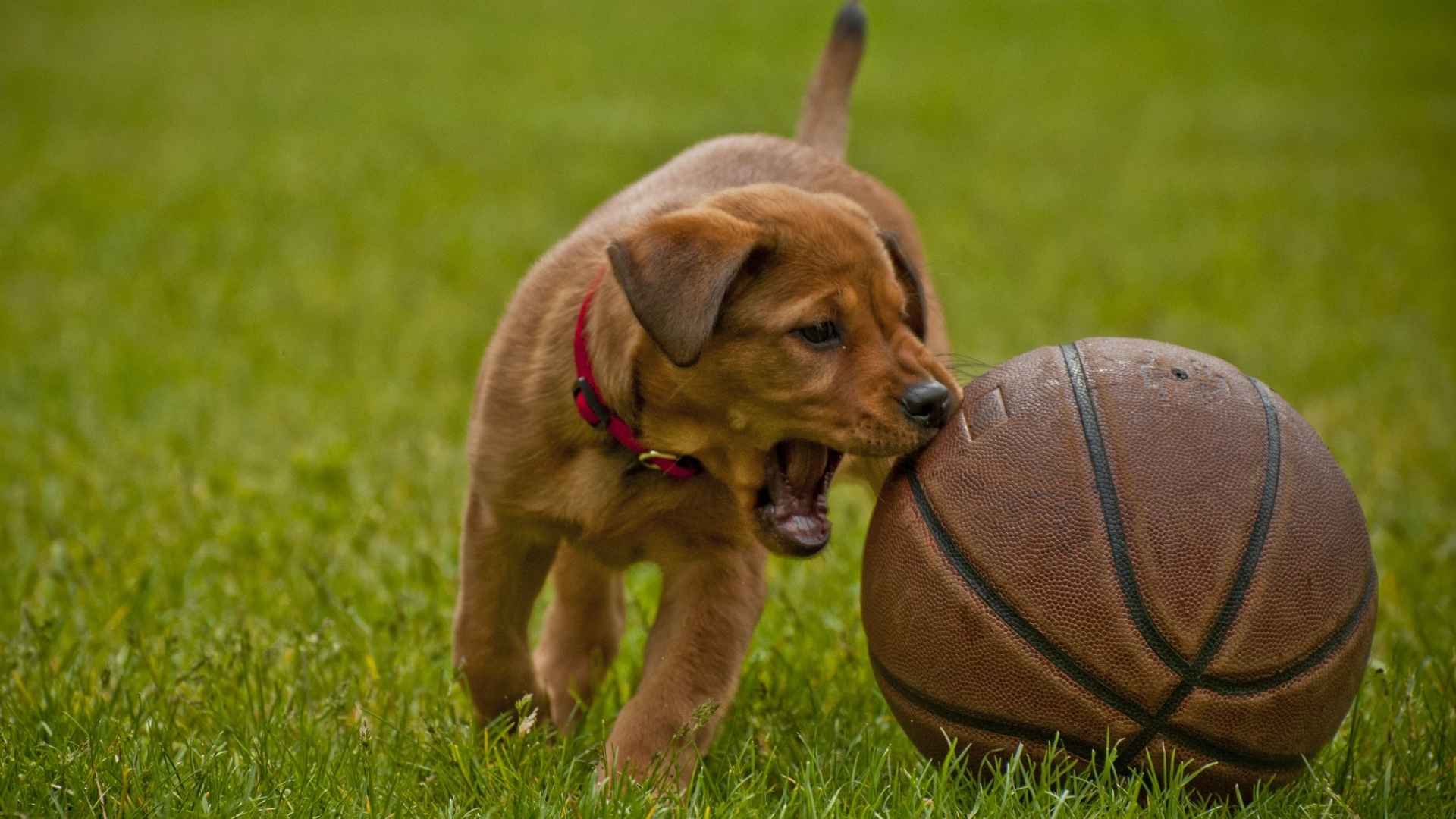 Perro jugando con pelota demasiado grande
